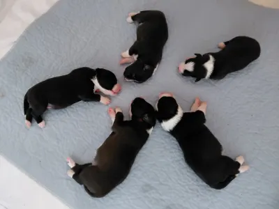 Border Collie - Brilliant