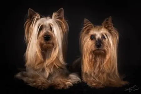 Terrier australien à poil soyeux - Mystery Guest