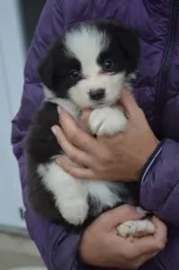 Border Collie - Milano