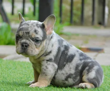 French Bulldog - Alex 