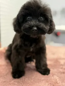 Zwergpudel - Dixie ( Toy Size )