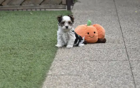 Biewer Yorkshire - Quentina