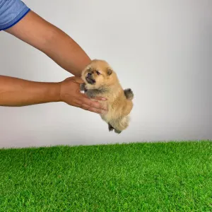 Pomeranian - Olena