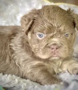 Französische Bulldogge - Steel Wing Bullz Royal