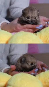 German Pomeranian Spitz - Luciano