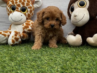 Cavapoo - Union Star