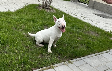 Miniature Bull Terrier - Sunset On The Prairie Dybala