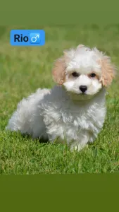 Maltipoo - Rio