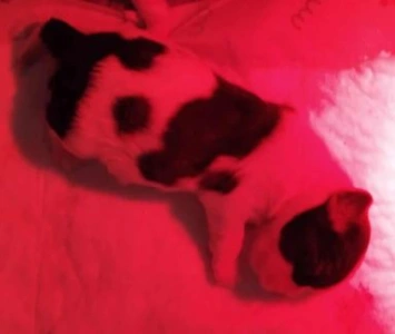 Shih Tzu - Bellarosa