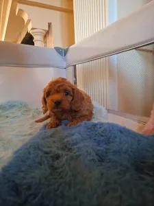 Caniche Nain - Pudel Miniature M
