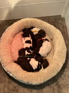 Lagotto Romagnolo - Curly Stars Of Dreams Flow