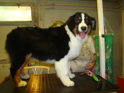 Ausztrál juhászkutya - Dixike