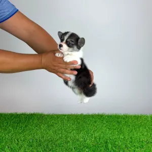 Welsh Corgi Pembroke - Corsa