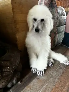 Poodle Standard - Santa Fe