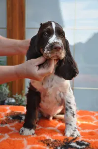 Springer spaniel angielski - Springer Nests Ziggy