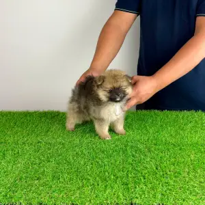 Pomeranian - Poppy