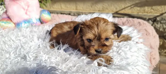 Biewer Terrier - Mira