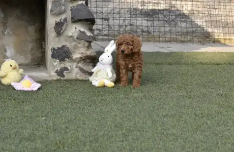 Barbone nano - Bravados Eddy