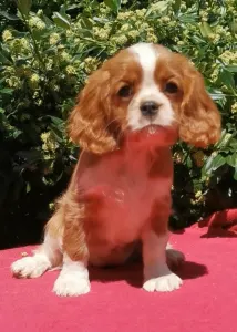 Cavalier King Charles Spaniel - Irina