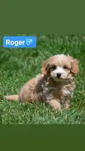 Maltipoo - Roger
