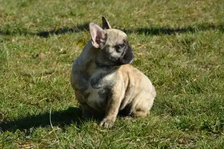 French Bulldog - Harley Quinn