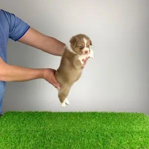 Ciobanesc Australian - Beira