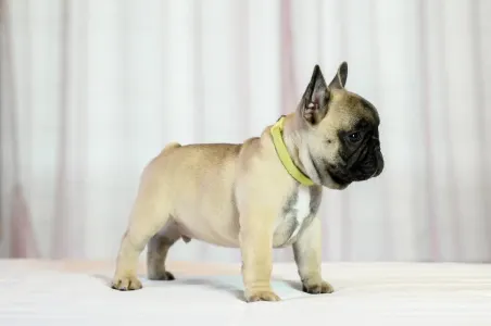 French Bulldog - Wish Wonderful Grove