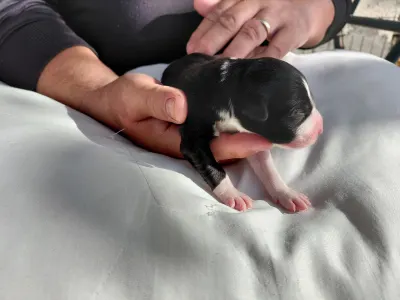 Border Collie - Rubin