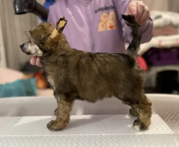 Chinese Crested Dog - Powder Sable Boy