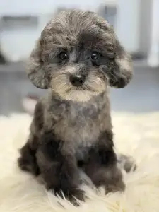 Barbone nano - Zsóka