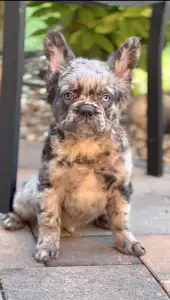 Bouledogue français - Steel Wing Bullz Ghost