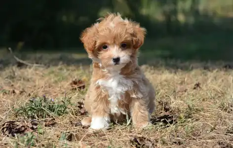 Maltipoo - Alina