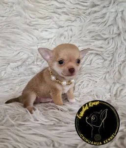 Chihuahua - Erzsébet Kincse Tomas 