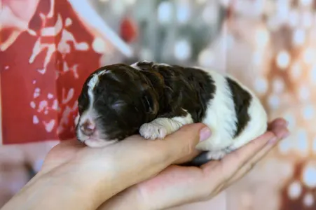 Romagna Water Dog - Grain Of Sand Anna Pavlovas Swan