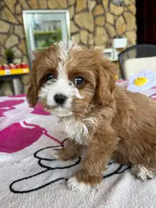 Cavapoo - Boni