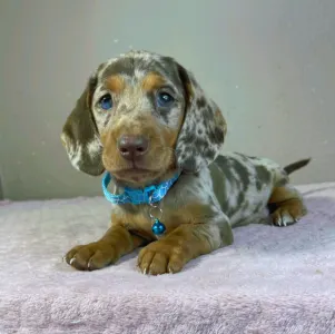 Dachshund - Chris