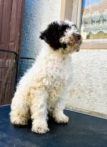 Lagotto Romagnolo - Gruffi Gummi