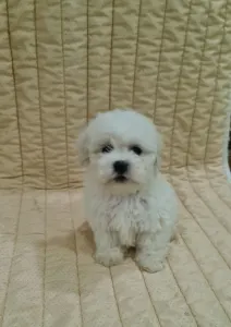 Bichon frisé - Ethan