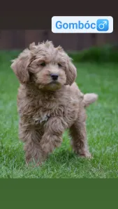 Labradoodle - Gombóc