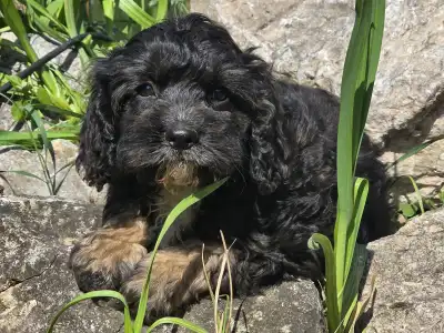 Кавапу - Robert