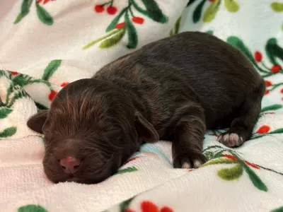 Chien d'eau portugais - Roni