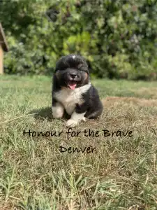 Berger australien - Honour For The Brave Denver
