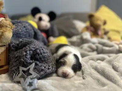 Australian Shepherd - Budnat Aussies Golden Glims Of Joy " Joyce"