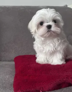 Maltese - White Silk Benji