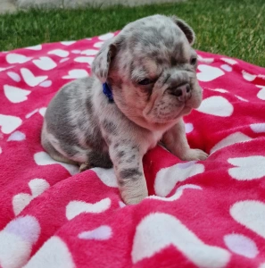 Francia bulldog - Available Puppy Dogs