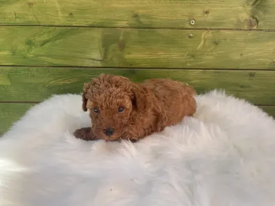 Poodle Miniature - Ruby