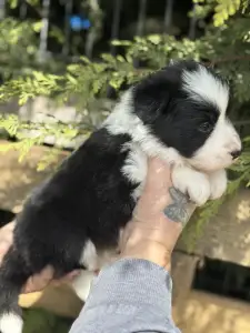 Border Collie - Beverly
