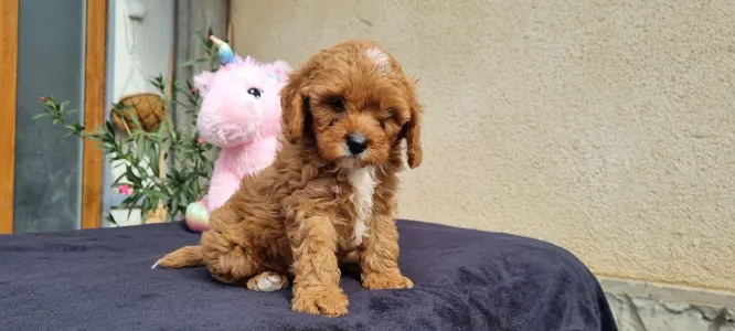 Cavapoo - Brownie