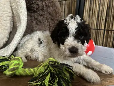 Romagna Water Dog - Ursa Gummi