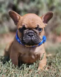 French Bulldog - Urus